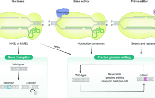 Diagram illustrating crispr-based genome editing methods: nuclease, base editor, and prime editor.