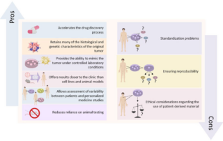 Chart comparing advantages and disadvantages of using patient-derived organoids in developing cancer therapies