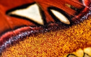 Close-up of a butterfly's wing showcasing vibrant colors and detailed textures.