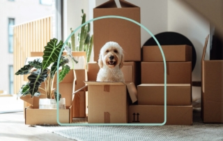 Dog sitting in a cardboard box surrounded by moving boxes