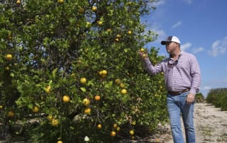 Man standing in an orange grove reaching for an orange, depicting florida's changing landscape due to real estate development.