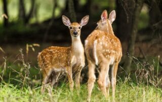 Two young deer standing amidst a forest backdrop, representing michigan's natural wildlife.