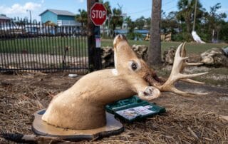Taxidermy deer head mount lying in storm debris near a stop sign and damaged neighborhood.