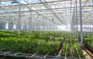 Emerging Greenhouse Risks And Insurance Trends Shaping 2026 2 Large commercial greenhouse filled with rows of green plants under a metal and glass roof with irrigation lines running along the ground.