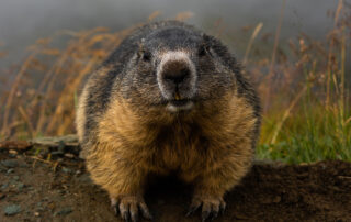 Curious marmot standing at the entrance of its burrow on a misty hillside